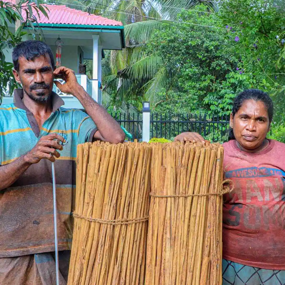 Rolled up Cinnamon Sticks in Sri Lanka