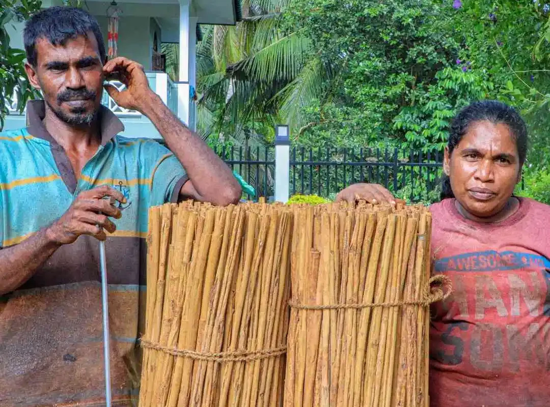 Rolled up Cinnamon Sticks in Sri Lanka